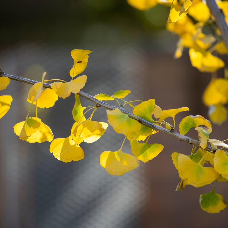 Yellow Tree leaves on Campus