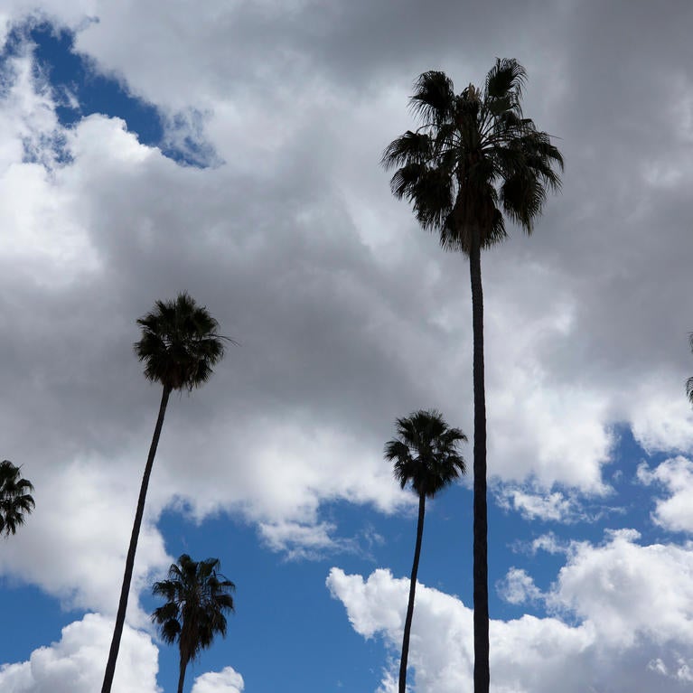 Palm Trees and Clouds