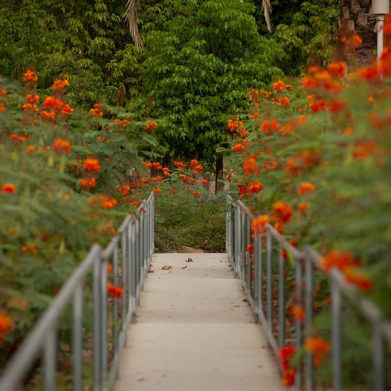 Flowered Campus Walkway
