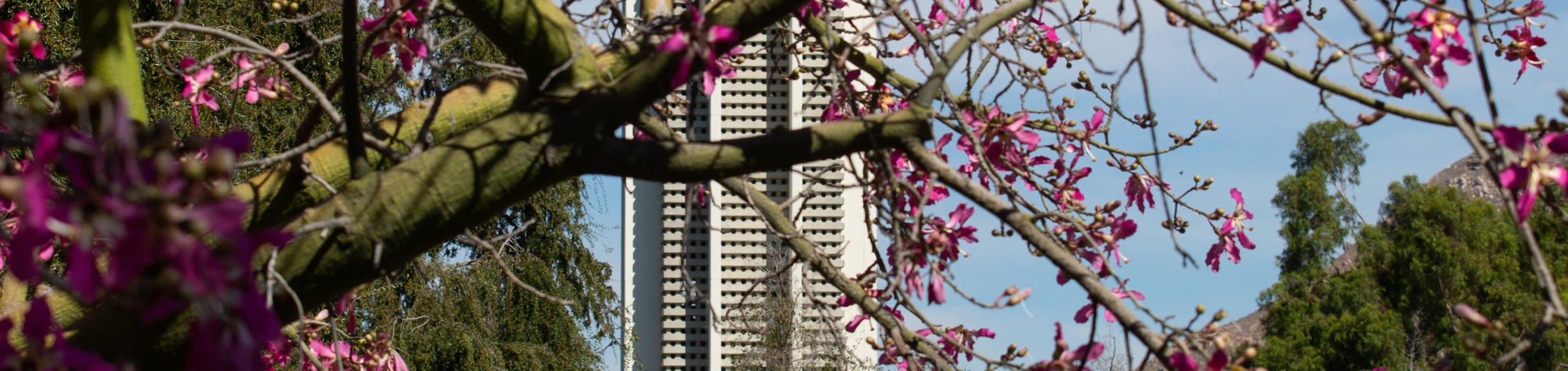 UCR Belltower with blooms