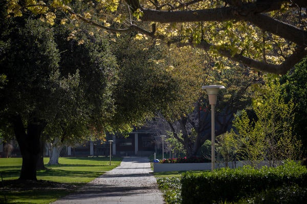 Leafy green campus, empty sidewalk