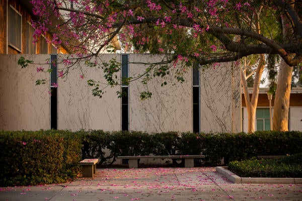 Bench covered in fallen pink flower petals