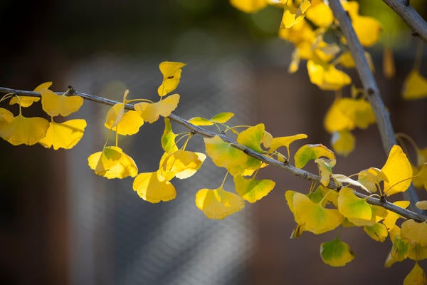 Yellow Tree leaves on Campus