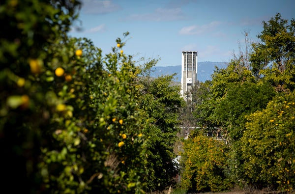 Citrus and Belltower