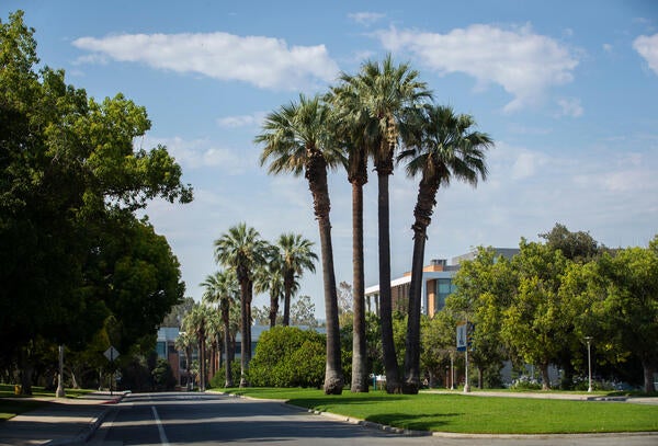 UCR Palm Trees