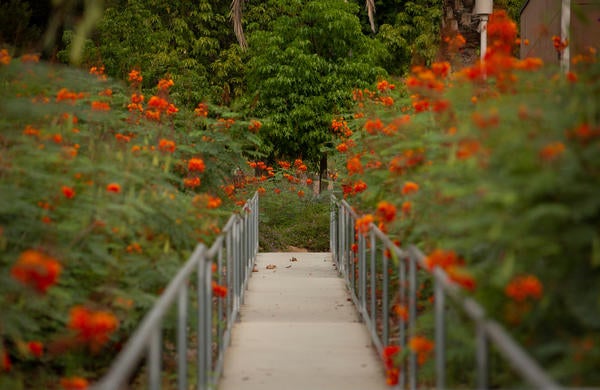 Flowered Campus Walkway