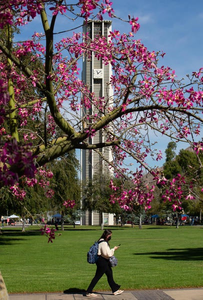 UCR Belltower with blooms