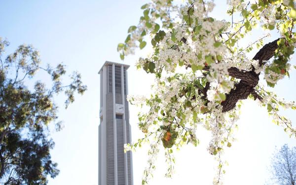 UCR Bell Tower with white blossoms