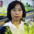 Xuemei Chen Xuemei Chen